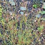 Epilobium brachycarpum Habitat