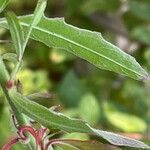 Oenothera gaura Leaf