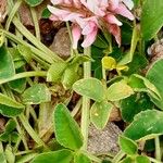 Trifolium thalii বাকল