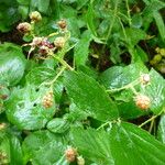 Rubus frederici Flower
