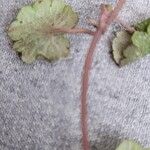 Hydrocotyle sibthorpioides Leaf