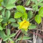 Potentilla reptans 花