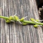 Melilotus officinalis 其他