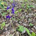 Delphinium tricorne পাতা