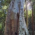 Ficus sur Bark
