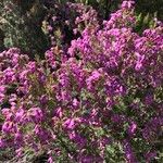 Erica australis Leaf