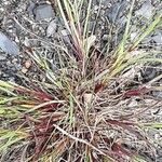 Dianthus carthusianorum Costuma