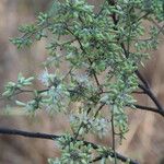 Marquesia macroura Flor