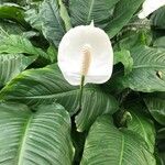 Spathiphyllum friedrichsthalii Leaf