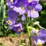 Polemonium caeruleum Blüte