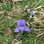 Viola sororia Цветок