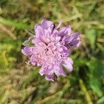 Knautia arvensisFlower