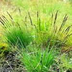 Molinia caerulea Habitatea