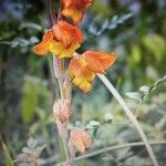 Gladiolus dalenii Flower