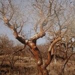 Commiphora mollis Hábito