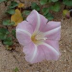 Calystegia soldanella Flower