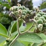 Solanum mauritianum Kwiat