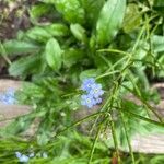 Myosotis sylvatica Blüte