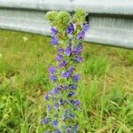 Echium vulgare Leaf