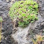 Saxifraga hostii Likasa