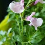 Salvia microphyllaŽiedas