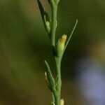 Thymelaea passerina Flower