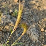 Aristida congesta 花