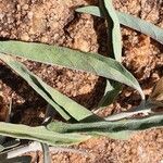 Hypoestes forskaolii Leaf