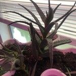 Aloe humilis Blomst