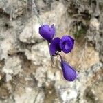 Polygala microphylla Fiore