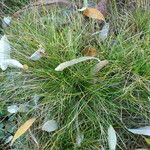 Festuca gautieri Habit