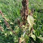 Amaranthus hybridus 葉