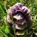 Ajuga pyramidalis Fleur