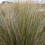 Scirpoides holoschoenus Leaf