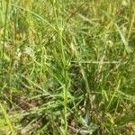 Linum nodiflorum Habit