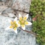 Saxifraga bryoides Flor