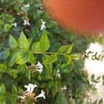 Abelia x grandiflora Folha