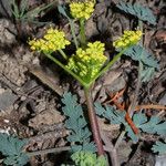 Lomatium martindalei ᱵᱟᱦᱟ