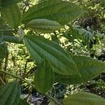 Buddleja asiatica Ostatní