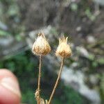 Potentilla caulescens Fruit