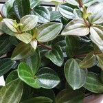 Peperomia quadrangularis Leht