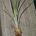 Tillandsia juncea 葉