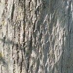 Acer cappadocicum বাকল