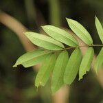 Afzelia pachyloba Hoja