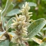 Salix glauca Flower