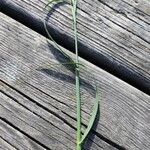 Elymus repens Habitus