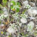 Bunium ferulaceum Flower