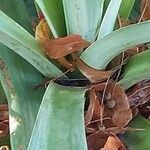 Beschorneria yuccoides 樹皮