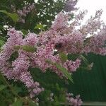 Syringa josikaea Flower