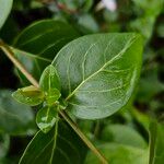 Vinca difformis Fuelha